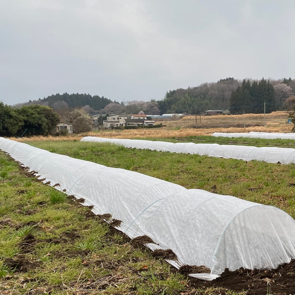 春の畑に並ぶトンネル。奥の山には山桜が咲いている